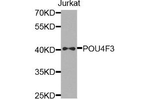 Western blot analysis of extracts of jurkat cells, using POU4F3 antibody. (POU4F3 anticorps)