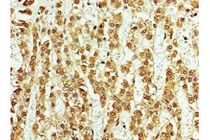 Immunohistochemistry of paraffin-embedded human adrenal gland tissue using ABIN7145033 at dilution of 1:100