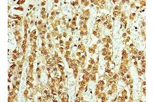 Immunohistochemistry of paraffin-embedded human adrenal gland tissue using ABIN7145033 at dilution of 1:100 (ASNA1 anticorps  (AA 1-348))