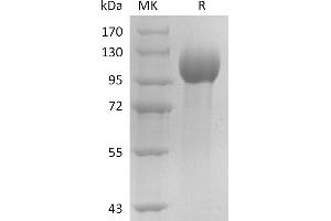Greater than 95 % as determined by reducing SDS-PAGE.