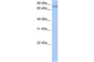 TTC14 antibody used at 0. (TTC14 anticorps  (N-Term))