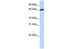 WB Suggested Anti-ARSH Antibody Titration:  0. (Arylsulfatase H anticorps  (Middle Region))