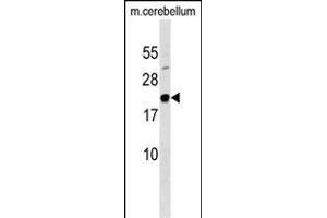 FG Antibody (N-term) (ABIN1538836 and ABIN2849341) western blot analysis in mouse cerebellum tissue lysates (35 μg/lane). (Mafg anticorps  (N-Term))