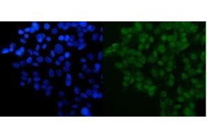 IF analysis of DYNLL1/PIN using anti-DYNLL1/PIN antibody (ABIN7599571).