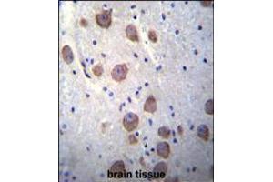 RGS7 Antibody immunohistochemistry analysis in formalin fixed and paraffin embedded human brain tissue followed by peroxidase conjugation of the secondary antibody and DAB staining. (RGS7 anticorps  (C-Term))