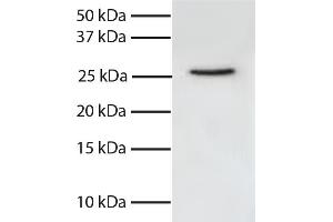 Total cell lysates from Jurkat cells were resolved by electrophoresis, transferred to PVDF membrane, and probed with Mouse Anti-Human FADD-UNLB secondary antibody and chemiluminescent detection. (FADD anticorps  (Sepharose))