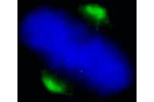 Immunofluorescence (IF) image for anti-Asp (Abnormal Spindle) Homolog, Microcephaly Associated (ASPM) (C-Term) antibody (ABIN7448380) (ASPM anticorps  (C-Term))