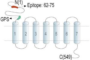 Representative domain view of the target of ABIN7884732.