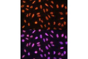 Immunofluorescence analysis of U2OS cells using GTF3C3 Rabbit pAb (ABIN7267374) at dilution of 1:100.
