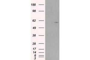 Image no. 3 for anti-Cytochrome P450, Family 1, Subfamily A, Polypeptide 2 (CYP1A2) antibody (ABIN1497718) (CYP1A2 anticorps)