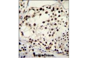 TRIM28 Antibody (N-term) (ABIN655811 and ABIN2845236) immunohistochemistry analysis in formalin fixed and paraffin embedded human testis tissue followed by peroxidase conjugation of the secondary antibody and DAB staining.