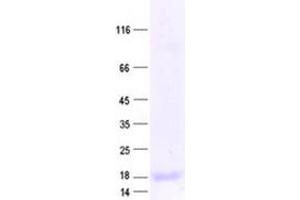 Validation with Western Blot (RPL36 Protein (His tag))