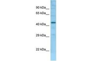 Image no. 1 for anti-Family with Sequence Similarity 170, Member B (FAM170B) (AA 251-300) antibody (ABIN6748441) (FAM170B anticorps  (AA 251-300))