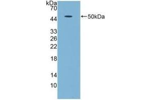 Detection of Recombinant GDF5, Human using Polyclonal Antibody to Growth Differentiation Factor 5 (GDF5) (GDF5 anticorps  (AA 86-501))