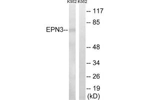 Western blot analysis of extracts from K562 cells, using EPN3 antibody. (EPN3 anticorps  (Internal Region))