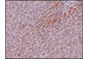 Immunohistochemistry of Prosapip2 in rat liver tissue with this product at 5 μg/ml. (TBKBP1 anticorps  (C-Term))