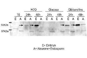 Western Blotting (WB) image for anti-Ramy 3D antibody (ABIN619547) (Ramy 3D anticorps)