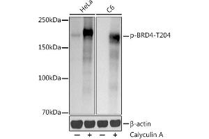 Western blot analysis of extracts of various cell lines, using (ABIN7265948) at 1:1000 dilution. (BRD4 anticorps  (pThr204))
