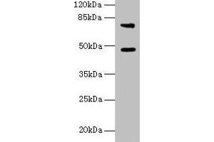 Western blot All lanes: Casp12 antibody at 6 μg/mL + LO2 whole cell lysate Secondary Goat polyclonal to rabbit IgG at 1/10000 dilution Predicted band size: 48 kDa Observed band size: 48, 75 kDa (Caspase 12 anticorps  (AA 1-92))