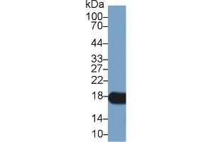 Detection of CYPA in Rat Liver lysate using Polyclonal Antibody to Cyclophilin A (CYPA)