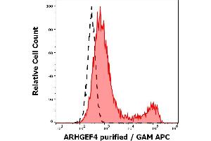 Separation of cells stained using anti-ARHGEF4 (ARHGEF-08) purified antibody (concentration in sample 4 μg/mL, GAM APC, red-filled) from cells unstained by primary antibody (GAM APC, black-dashed) in flow cytometry analysis (intracellular staining) of ARHGEF4 transfected HEK-293 cell suspension. (ARHGEF4 anticorps  (AA 143-271))
