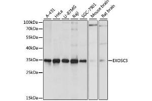 Western blot analysis of extracts of various cell lines, using EXOSC3 antibody. (EXOSC3 anticorps  (AA 1-275))