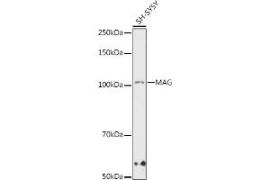 Western blot analysis of extracts of SH-SY5Y cells, using MAG antibody (ABIN7268718) at 1:1000 dilution.
