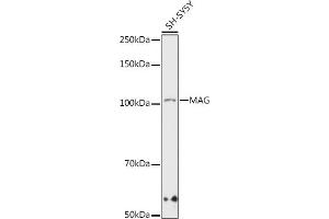 Western blot analysis of extracts of SH-SY5Y cells, using MAG antibody (ABIN7268718) at 1:1000 dilution. (MAG anticorps)