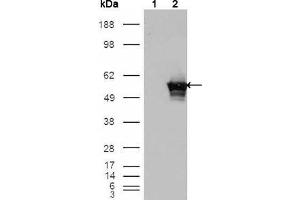 Western Blot showing GABPA antibody used against HEK293T cells transfected with the pCMV6-ENTRY control (1) and pCMV6-ENTRY GABPA cDNA (2). (GABPA anticorps  (AA 120-190))