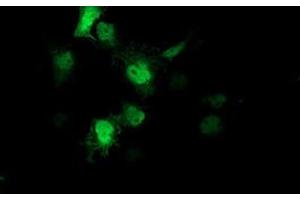 Anti-AIPL1 mouse monoclonal antibody (ABIN2455131) immunofluorescent staining of COS7 cells transiently transfected by pCMV6-ENTRY AIPL1 (RC204079).