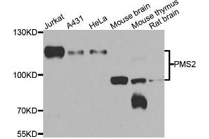 Western blot analysis of extracts of various cell lines, using PMS2 antibody. (PMS2 anticorps)