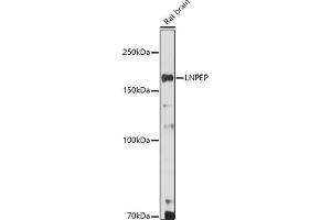 Western blot analysis of extracts of Rat brain, using LNPEP antibody (ABIN6129286, ABIN6143284, ABIN6143285 and ABIN6215523) at 1:500 dilution. (LNPEP anticorps  (AA 1-110))