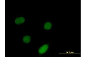 Immunofluorescence of purified MaxPab antibody to ID3 on HeLa cell. (ID3 anticorps  (AA 1-119))