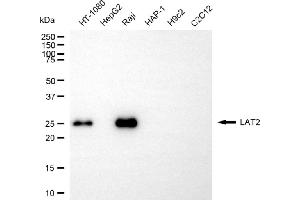 Western blotting analysis using LAT2 antibody (ABIN7799274).