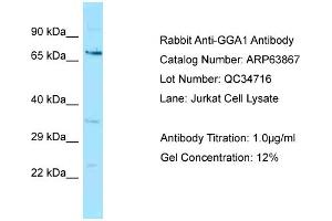 Western Blotting (WB) image for anti-Golgi-Associated, gamma Adaptin Ear Containing, ARF Binding Protein 1 (GGA1) (N-Term) antibody (ABIN2789649) (GGA1 anticorps  (N-Term))
