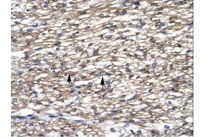 Image no. 1 for anti-TATA Box Binding Protein (TBP)-Associated Factor, RNA Polymerase I, A, 48kDa (TAF1A) (C-Term) antibody (ABIN6735836)