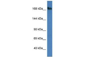 WB Suggested Anti-NUP153 Antibody Titration: 1.