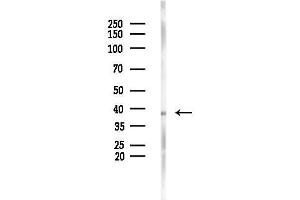 Western blot analysis of lysates from Mouse liver, using Glycophorin A Antibody at 1/1000 dilution.