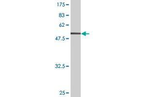 Western Blot detection against Immunogen (62. (FAS anticorps  (AA 1-335))