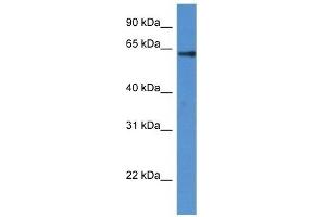 Western Blot showing FLCN antibody used at a concentration of 1 ug/ml against Fetal Heart Lysate (FLCN anticorps  (N-Term))