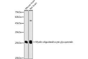 Western blot analysis of extracts of various cell lines, using Myelin oligodendrocyte glycoprotein antibody (ABIN6128312, ABIN6143943, ABIN6143944 and ABIN6220990) at 1:1000 dilution. (MOG anticorps  (AA 30-154))