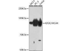 Western blot analysis of extracts of various cell lines, using KIF2C/KIF2C/MCAK Rabbit mAb (ABIN7268131) at 1:1000 dilution. (KIF2C anticorps)