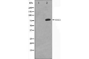 Western blot analysis on HeLa cell lysate using OCT1 Antibody. (POU2F1 anticorps  (N-Term))