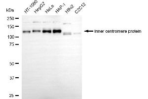 Western blotting analysis using inner centromere protein antibody (ABIN7799038).