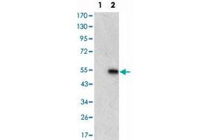 Western blot analysis using MAPK6 monoclonal antibody, clone 4E8  against HEK293 (1) and MAPK6-hIgGFc transfected HEK293 (2) cell lysate. (MAPK6 anticorps)