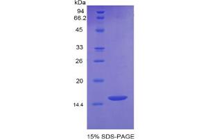 SDS-PAGE analysis of Mouse GDF6 Protein. (GDF6 Protéine)