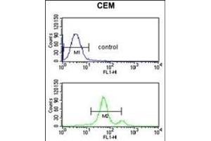 ACCN2 Antibody (C-term) (ABIN653218 and ABIN2842754) flow cytometric analysis of CEM cells (bottom histogram) compared to a negative control cell (top histogram). (ASIC1 anticorps  (C-Term))