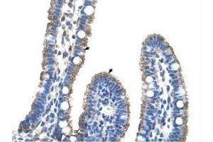 Image no. 1 for anti-Transmembrane Protein 8B (TMEM8B) (AA 201-250) antibody (ABIN203460) (TMEM8B anticorps  (AA 201-250))