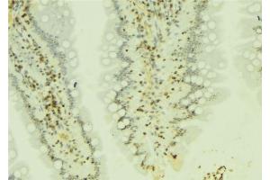 ABIN6274172 at 1/100 staining Mouse colon tissue by IHC-P. (IRF2 anticorps  (Internal Region))