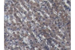 DAB staining on IHC-P; Samples: Porcine Stomach Tissue (Galectin 2 anticorps  (AA 1-123))
